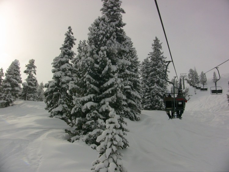 Ski Holiday Snowy trees