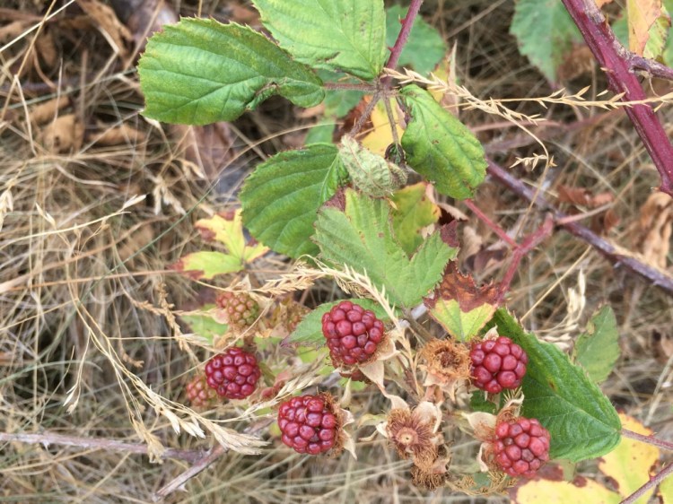 UNADJUSTEDNONRAW_thumb_af0