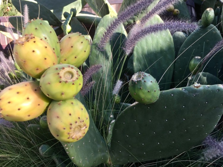 NRvrrTxTRSmkafOHs90afQ_thumb_1b03